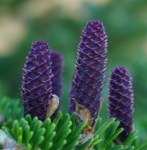 4a72db2e3b2aab185b2a1fbfd5c407ce