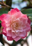 Camellia-Buttons-And-Bows-JW-1_thumbnail