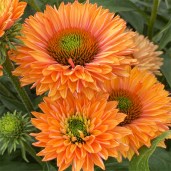 Echinacea