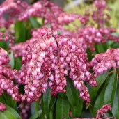 pieris-japonica-katsura-1577098795_l