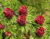 razmnozhenie-listvennitsy-27