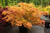 specimen_1111_acer_shirasawanum_autumn_moon__55248.1446252144.386.513