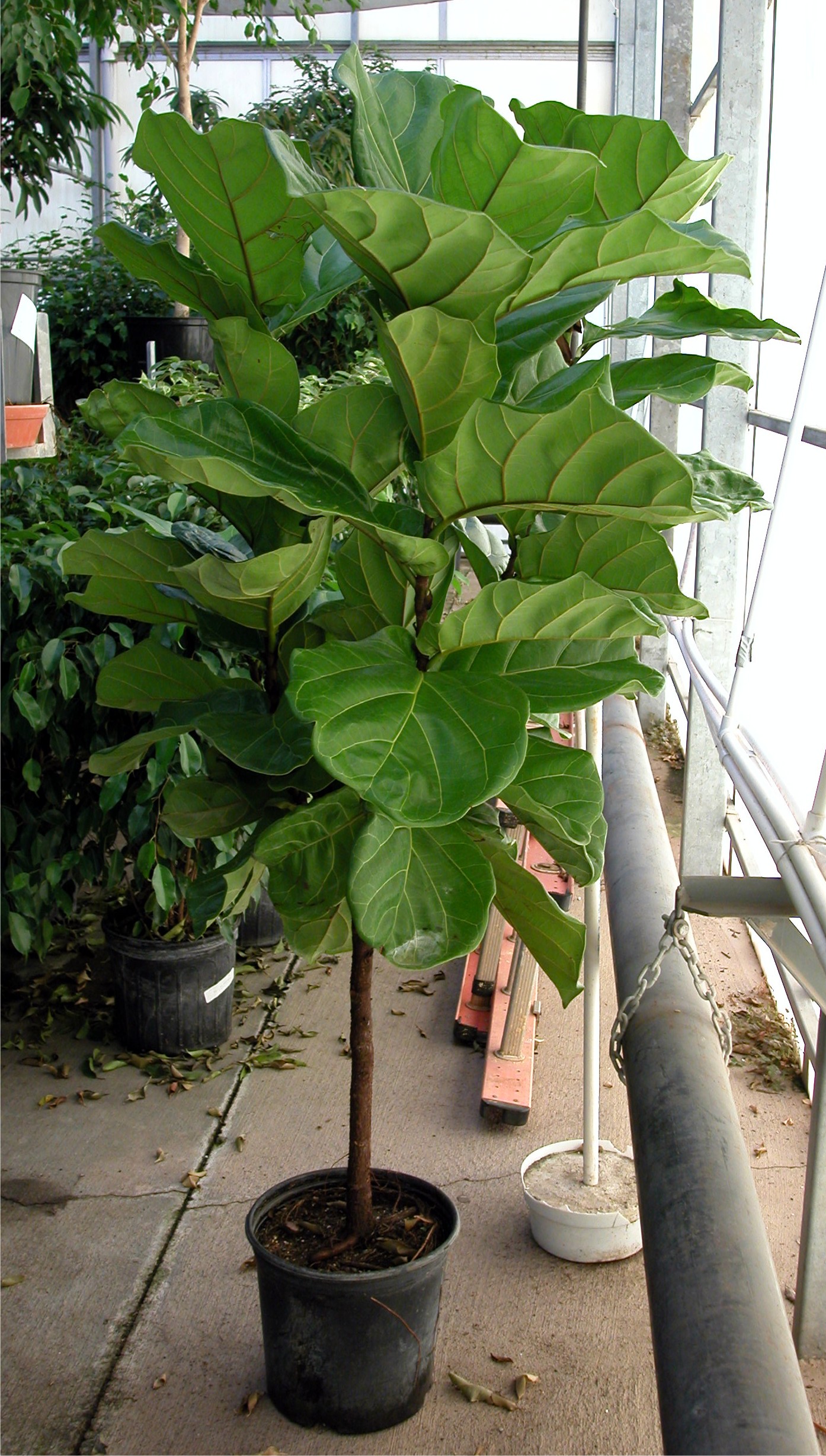 Другие экзотические и редкие растения : Ficus lyrata. Фикус лировидный