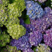 1-62514-gartenhortensie-magical-jewel-blue