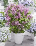 1-62844-Zwerg-Duftflieder-Palibin-Syringa-meyeri-Palibin1111111111