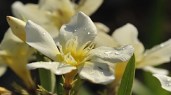 1-Oleander-Pflanze-NATOU