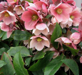 1-helleborus-pink-frost-lenten-rose