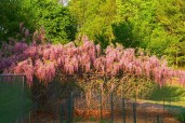 1-pink-wisteria-kathryn-meyer