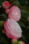 10620-Camellia-japonica-Desire
