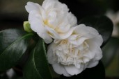 10648-Camellia-japonica-Nobilissima