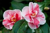 110317-504-Camellia-japonica-Tricolor