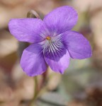 1200px-Alpine_Violet_Viola_labradorica_Flower_Closeup_1456px