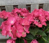 124658-2_hydrangea-macrophylla-rebellion-dark-pink-love-20240707-1-e1724041579873