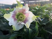 131485687_2732043673790704_5009432442806519361_n1