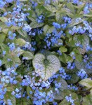 19002_brunnera-dzhek-frost_03