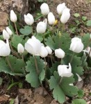 19520_sangvinarija-kanadskaja_04