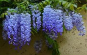 20PCS-rare-sky-Blue-moon-wisteria-tree-seeds-potted-flower-seeds-outdoor-perennial-ornamental-plants-for.jpg_640x6405