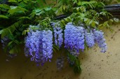 20PCS-rare-sky-Blue-moon-wisteria-tree-seeds-potted-flower-seeds-outdoor-perennial-ornamental-plants-for.jpg_640x640