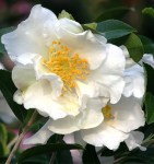 2177-setsugekka-camellia-close-uplanding