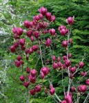 236944365_w640_h640_magnoliya-sulanzha-dzheni