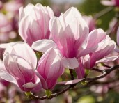 258a6e2d8245a4e6a0cae7528a0bea78