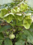28482-1-helleborus_x_sternii_remi_1