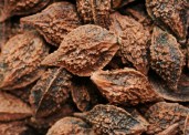 311_Juglans_ailantifolia_var._cordiformis_x_cinerea_0-558x400