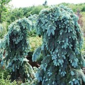 3212_el_kolyuchaya_glauca_pendula_002_500_auto_jpg_5_80