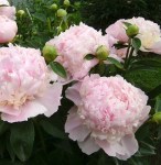 4816dvu9lt0kgk48o8wcc84o0wcg889