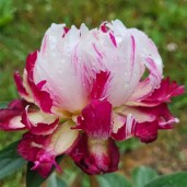 482123377_623999217050809_4193736976940853084_n