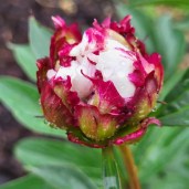 484137116_623999387050792_6776129049462988419_n