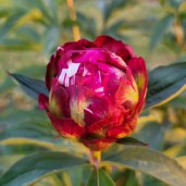 484451109_623999240384140_8967906237539078409_n