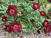 509441852_24294524026831206_3505180187798364380_n