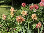 511265762_24294389293511346_8738472693789985639_n7