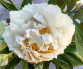 5fbccaa2e7c48901305585