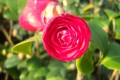 6772-Camellia-japonica-Margherita-Coleoni