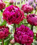 77562-peter-brand-peony