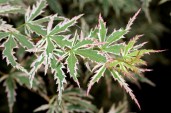 800px-Acer_palmatum_BUTTERFLY_leaves_photo_file_538KB2