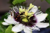 800px-Passiflora_edulis_with_Coreidae