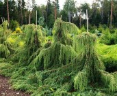 976c02db45e2697de0134a1ab8d5c2288