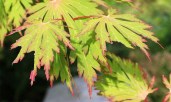 Acer-Japonicum-Aconitifolium