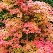Acer-palmatum-Deshojo