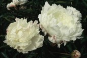 Alice-HARDING-small-1