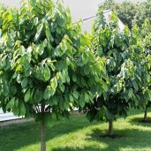 American-Paw-Paw-Tree-1