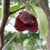 Asimina-triloba-‘Sunflower’