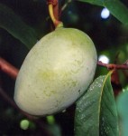 Asimina_triloba_Shenandoah_Fruit_ediblelandscaping_ccby20