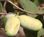 Asimina_triloba_Sunflower_01