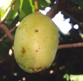 Asimina_triloba_Susquehanna_fruit_ediblelandscaping_ccby20