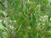 Betula-pendula-Laciniata-Dalecarlica8