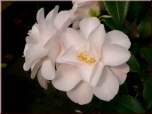 Camellia-japonica-Hagoromo-2